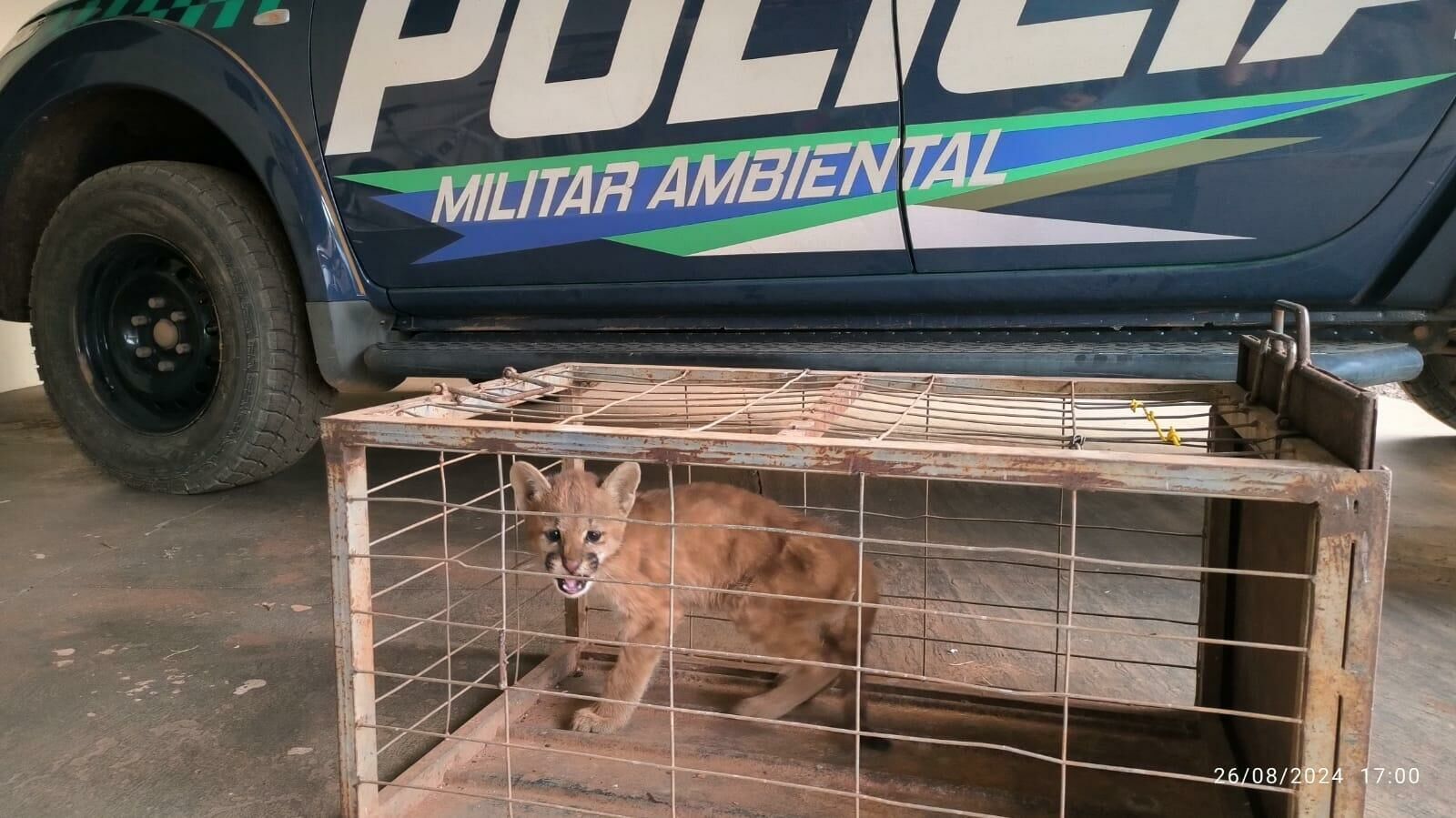 Imagem de compartilhamento para o artigo Filhote de onça é resgatado por funcionário de fazenda e entregue para a PMA em Costa Rica da MS Todo dia